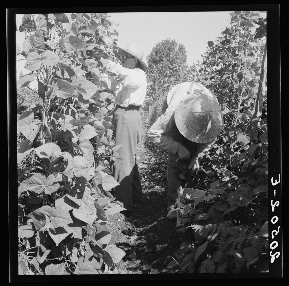 [Untitled photo, possibly related to: Oregon, Marion County, near West Stayton. Migrant pickers harvesting beans. Farm…