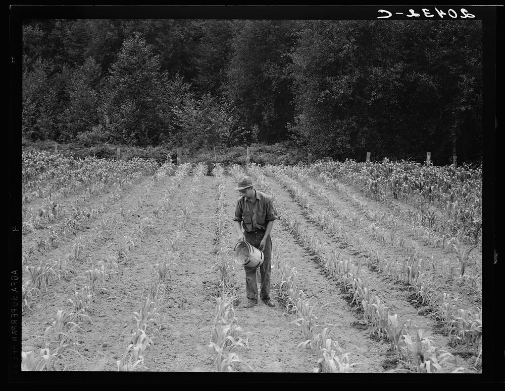 [Untitled photo, possibly related to: Western Washington, Grays Harbor County, northeast of Elma. Hand irrigation on small…