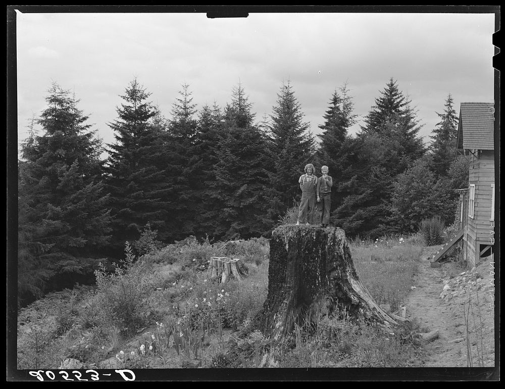 Untitled photo, possibly related to: Shows charater of the land in the hills surrounding Elma. Western Wasington, Grays…