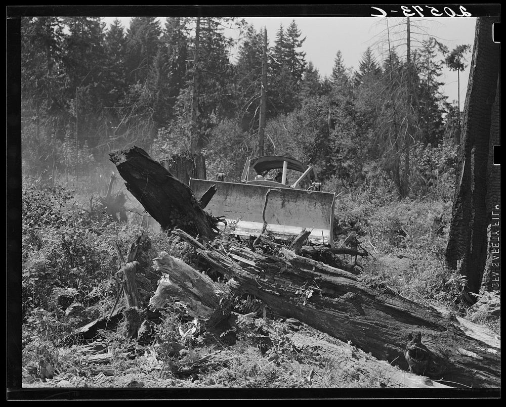 Bulldozer equipped with grader blade pushing over a stump. Western Washington, Lewis County, near Vader, Washington..…