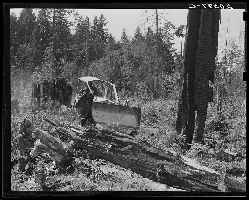 Untitled photo, possibly related to: Bulldozer in operation on the Nieman place. Western Washington, Lewis County, near…