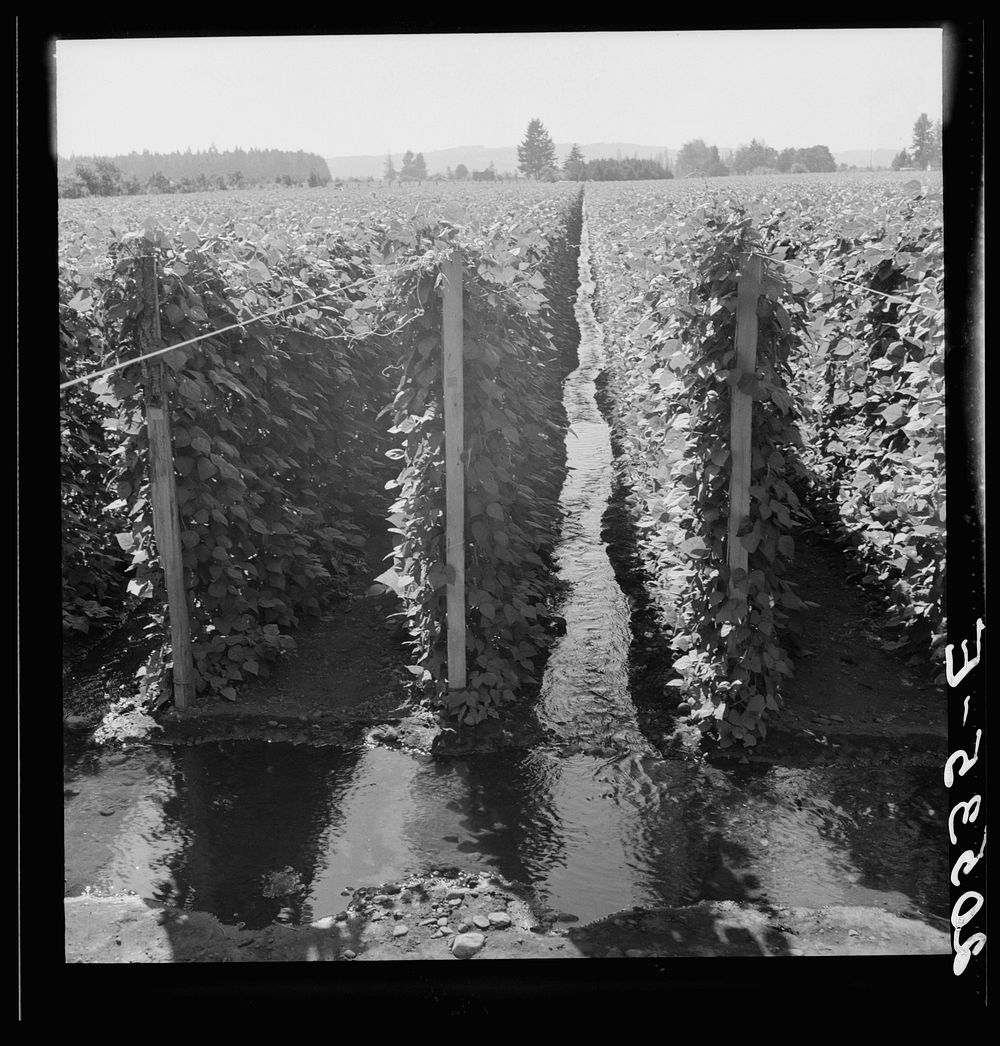 Oregon, Marion County, near West Stayton. Beanfield showing irrigation.. Sourced from the Library of Congress.