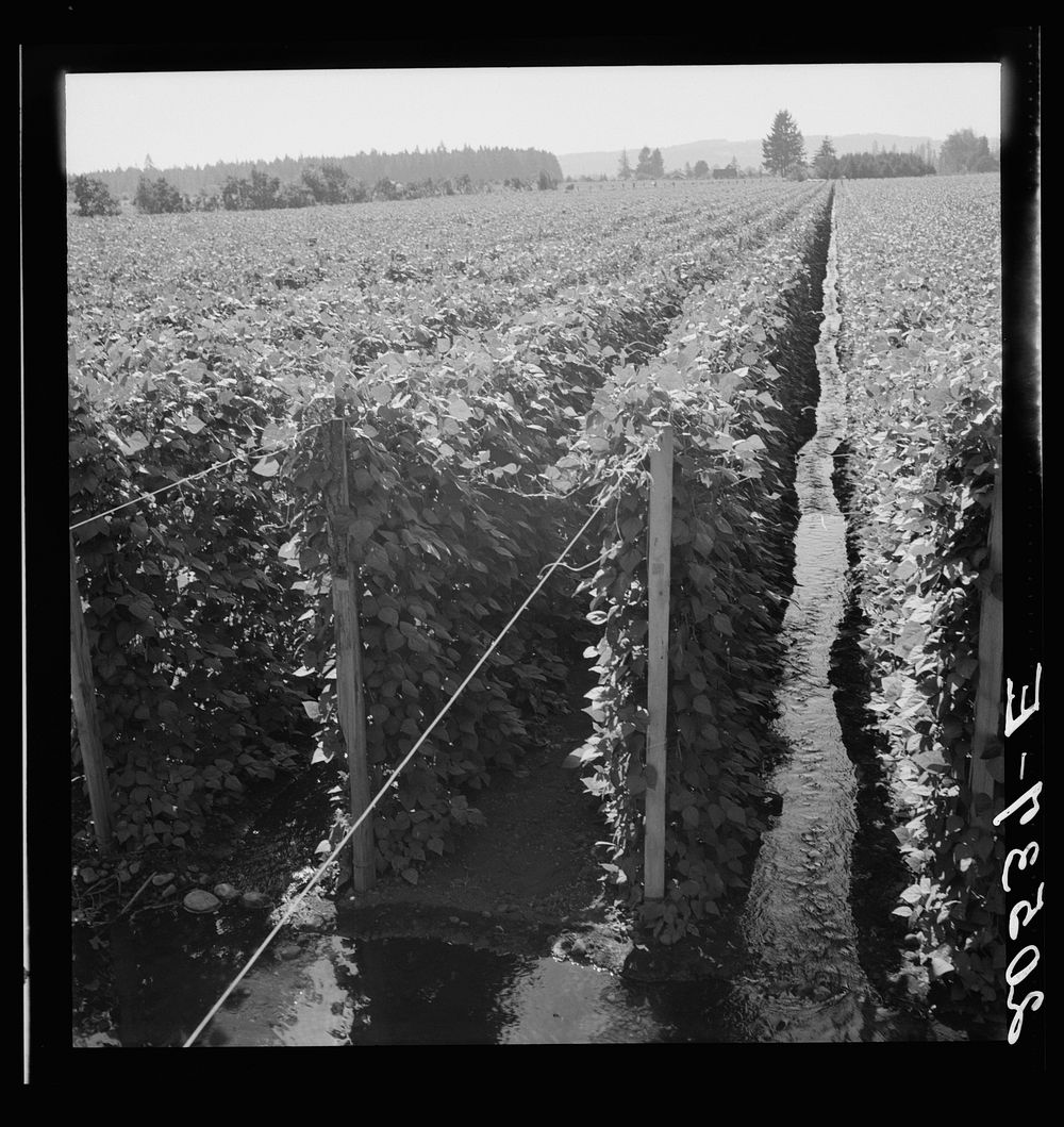 Untitled photo, possibly related to: Oregon, Marion County, near West Stayton. Beanfield showing irrigation.. Sourced from…