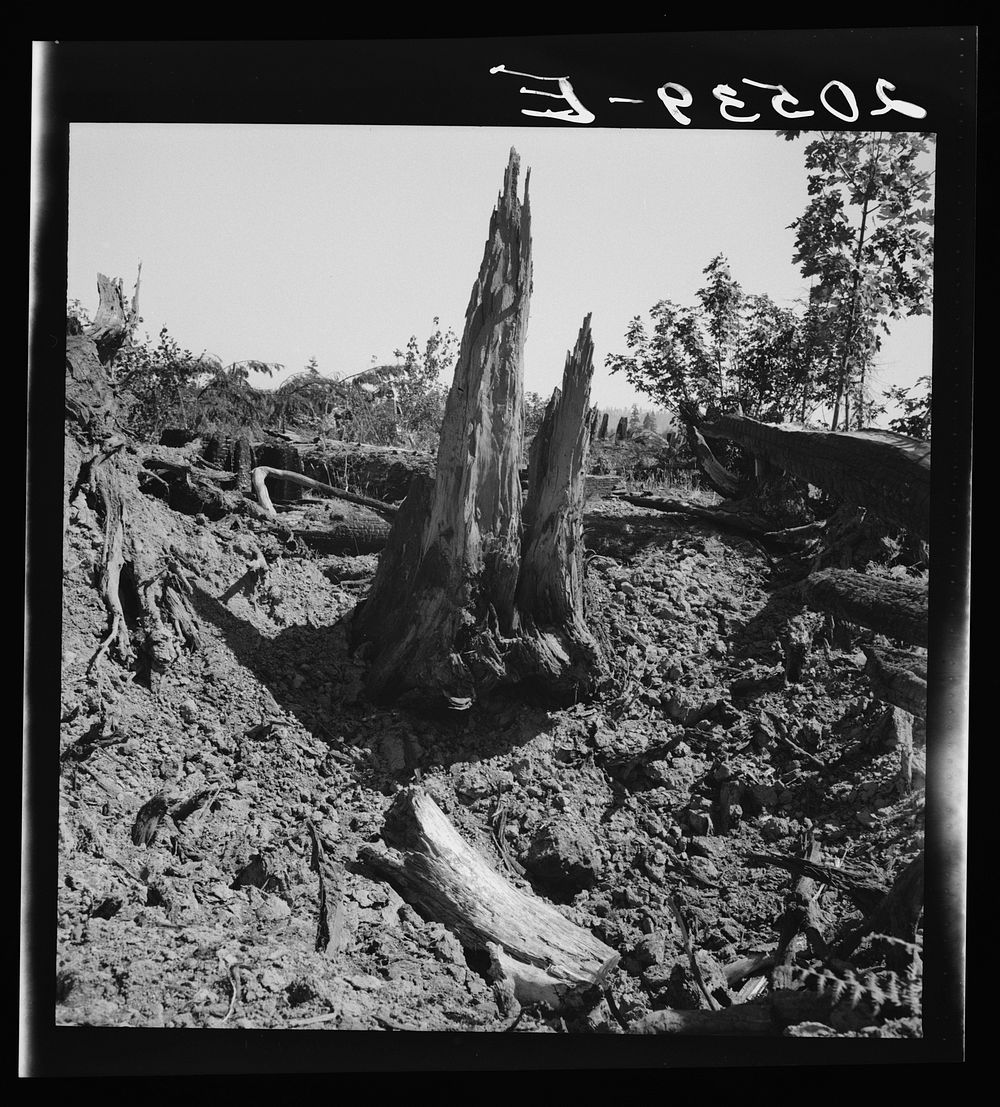 Western Washington, Lewis County, near Vader. Stumps on Nieman farm where  is working.. Sourced from the Library of Congress.