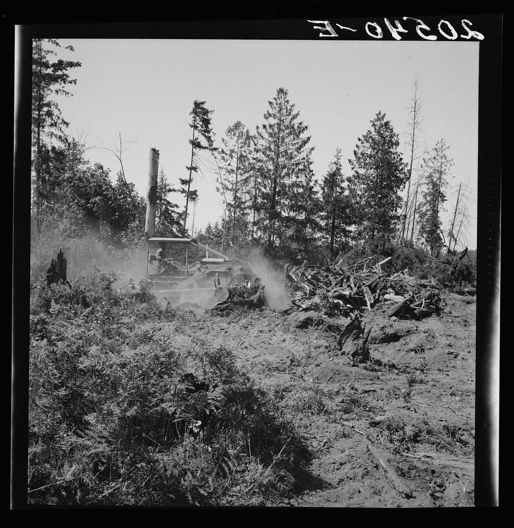 Western Washington, Lewis County, near Vader. Bulldozer clearing and pushing stumps to the pile where they will be burned.…