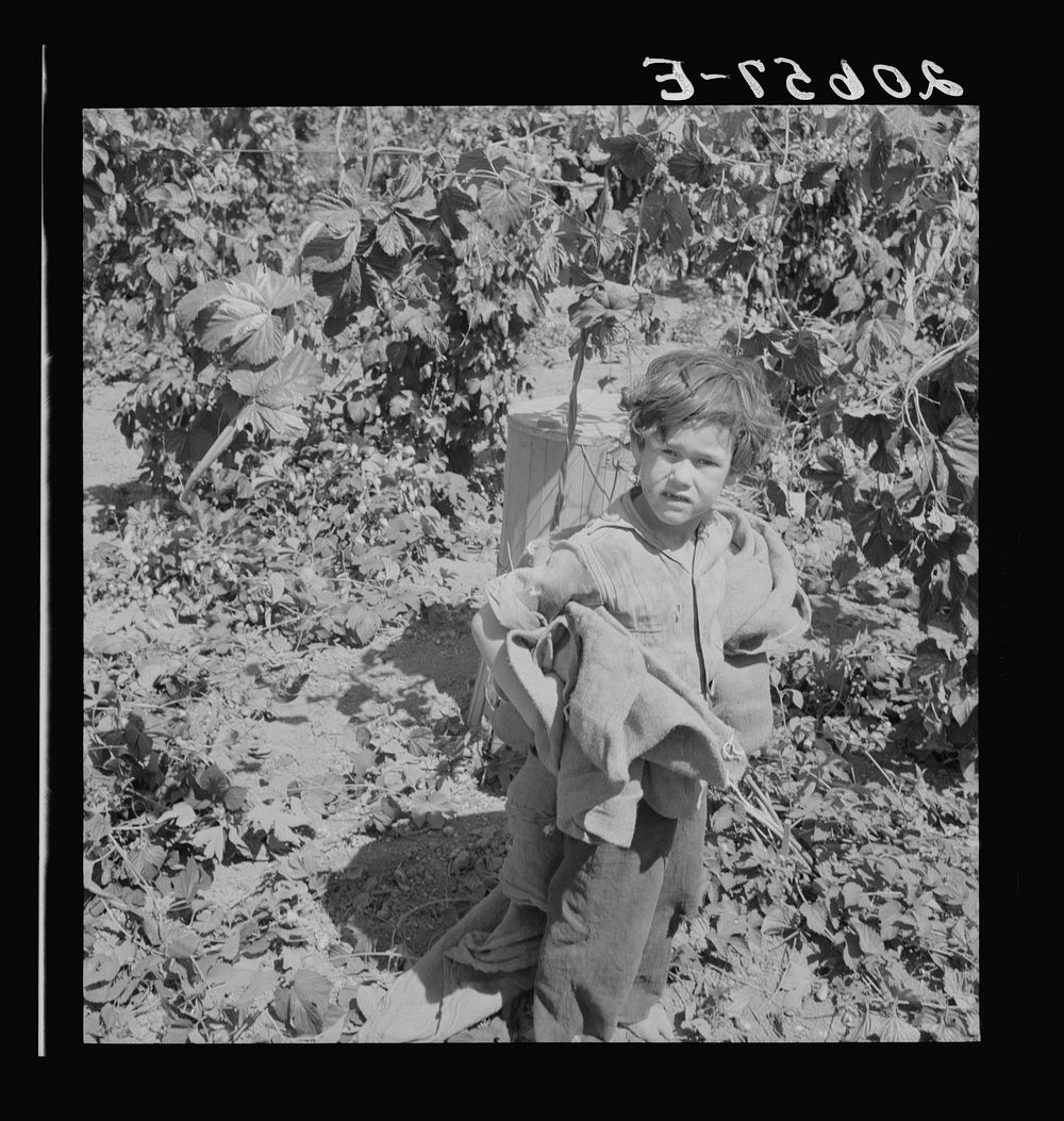 Children work in the hops in Oregon often all day and every day during the picking season. Oregon, Polk County…