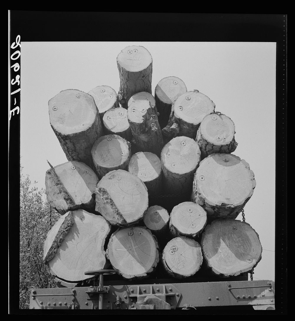 [Untitled photo, possibly related to: Oregon, Klamath County, near Klamath Falls. Pelican Bay Lumber Company. Logs hauled to…