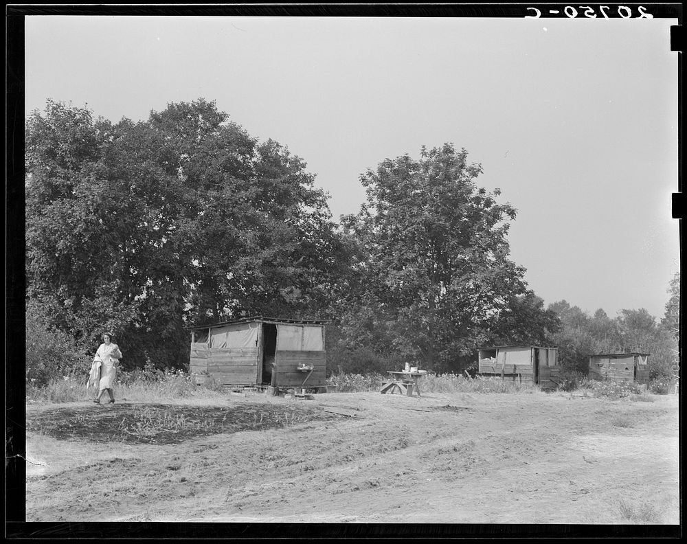[Untitled photo, possibly related to: Oregon, Josephine County, near Grants Pass. Fourteen such shacks on grower's land for…