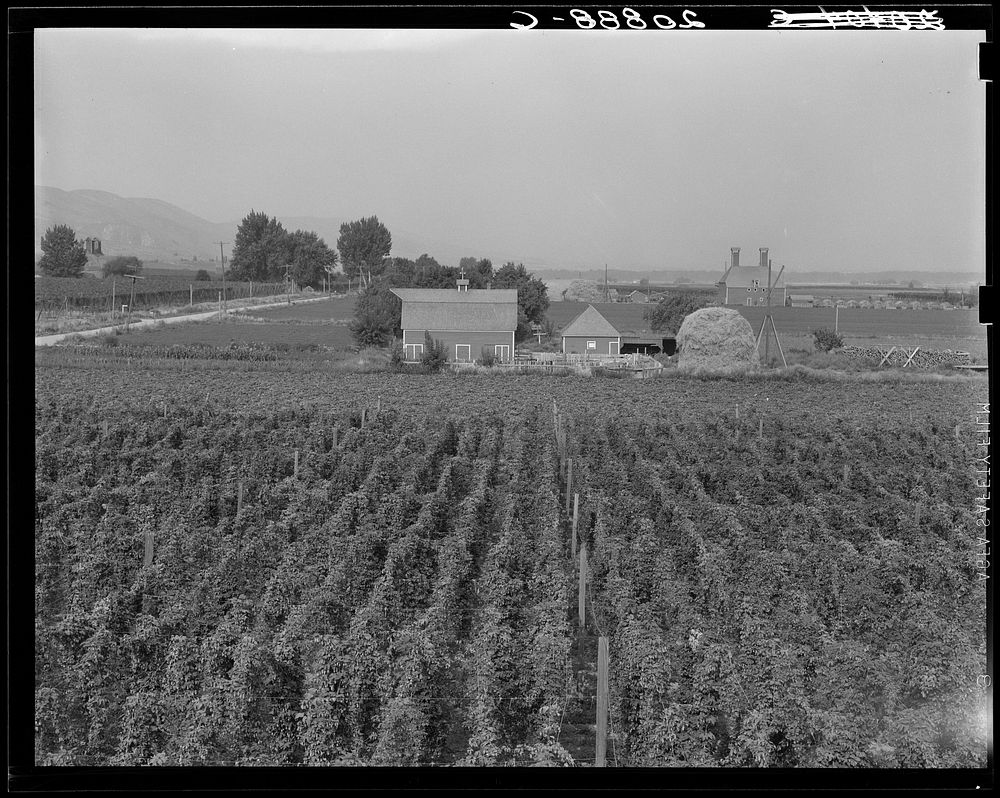 [Untitled photo, possibly related to: Hop yard on ranch of M. Rivard in French-Canadian colony, three weeks before picking.…