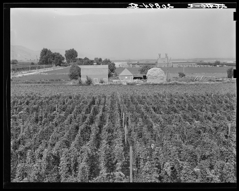 [Untitled photo, possibly related to: Hop yard on ranch of M. Rivard in French-Canadian colony, three weeks before picking.…
