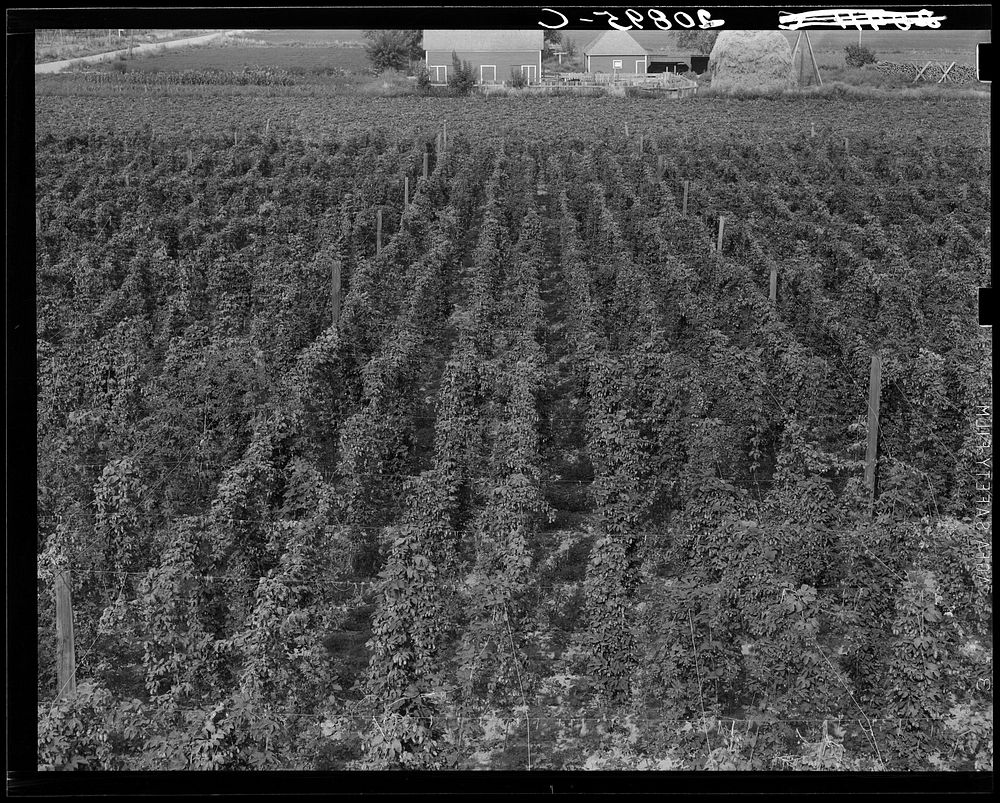 Hop yard on ranch of M. Rivard in French-Canadian colony, three weeks before picking. Yakima Valley, Moxee Valley district…
