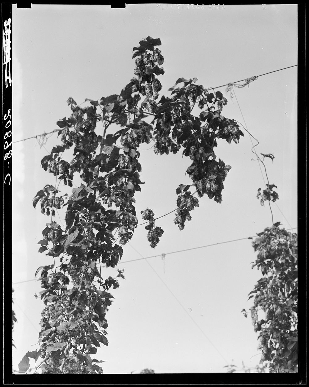 Hop vine at picking time. Near Independence, Polk County, Oregon. See general caption number 45. Sourced from the Library of…