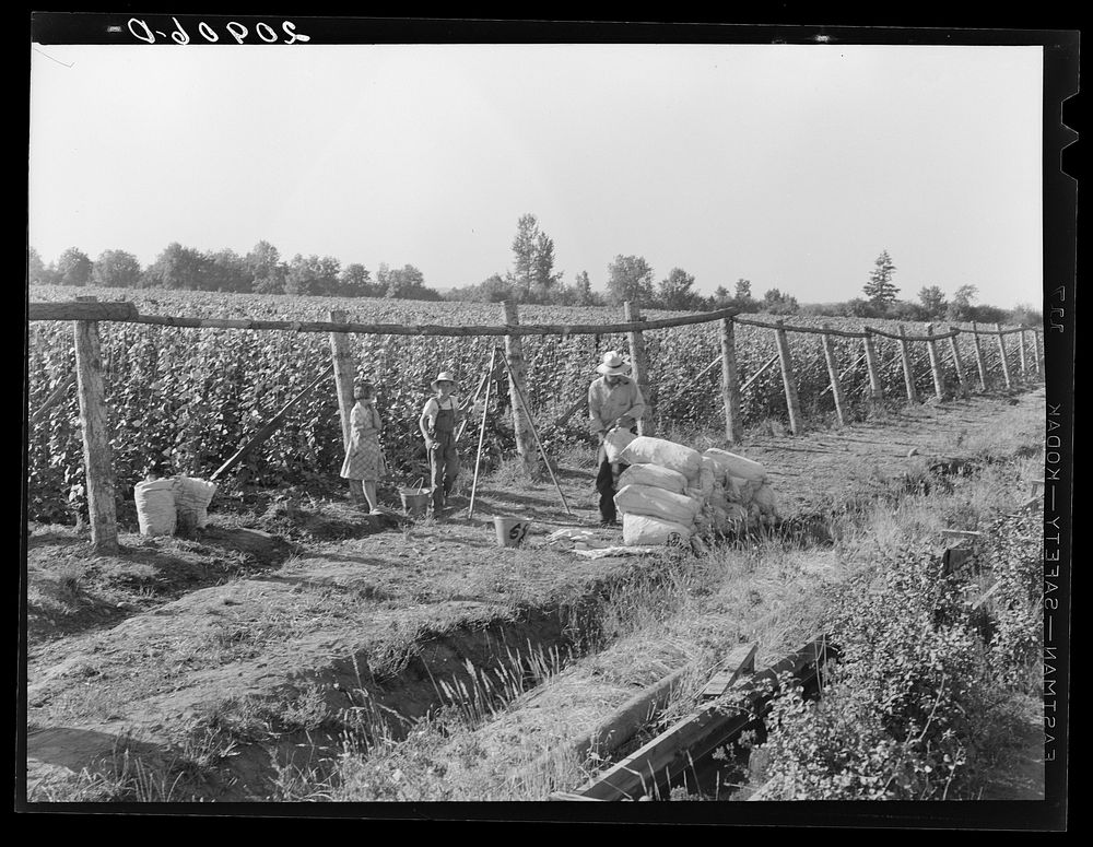 [Untitled photo, possibly related to: Weighting scales at edge of bean field. Near West Stayton, Marion County, Oregon.…