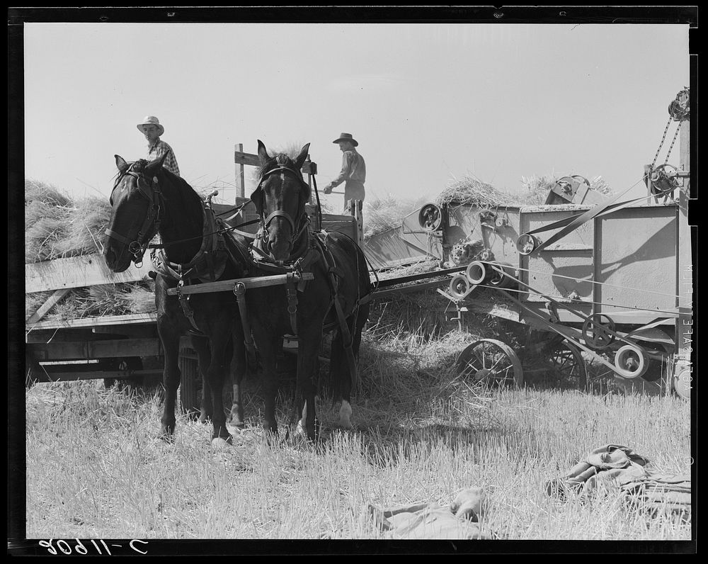 Threshing, midsummer, noon. Five miles west of Malin. Klamath County, Oregon. Sourced from the Library of Congress.