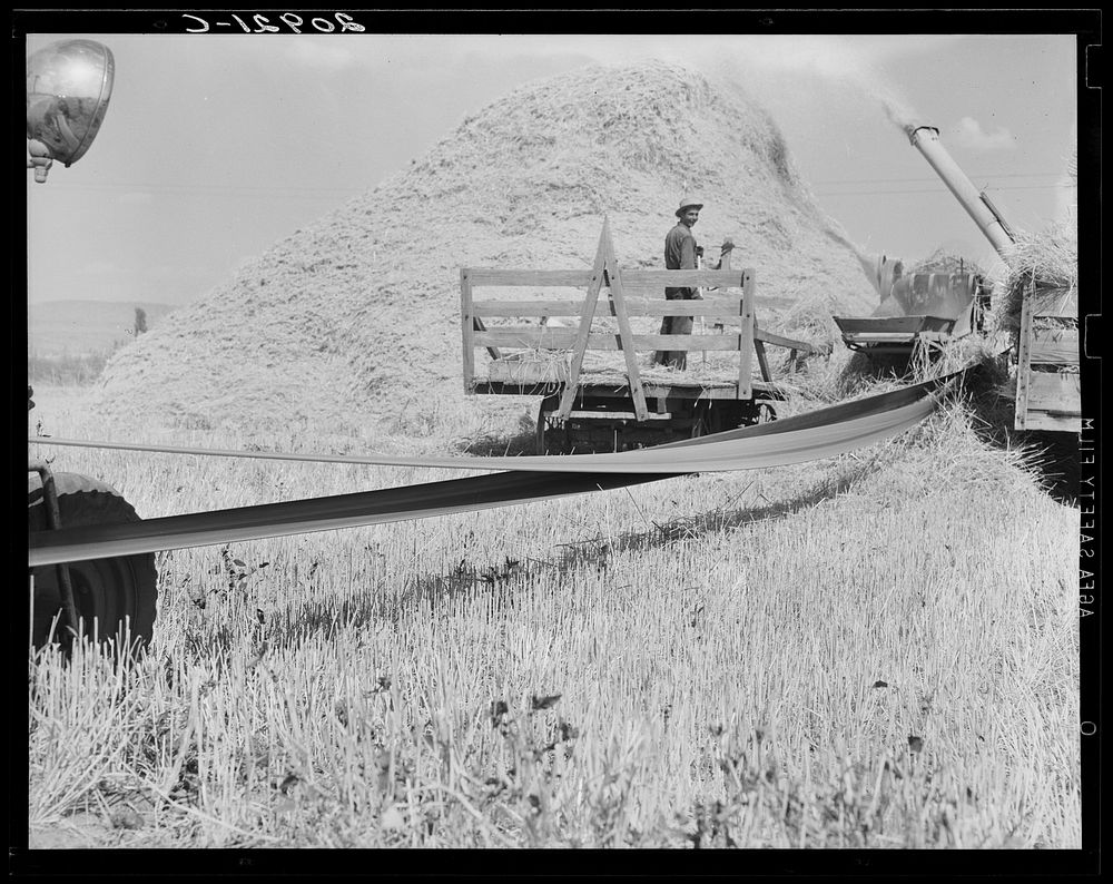 [Untitled photo, possibly related to: "Threshing," midsummer noon. Five miles west of Malin. Klamath County, Oregon].…