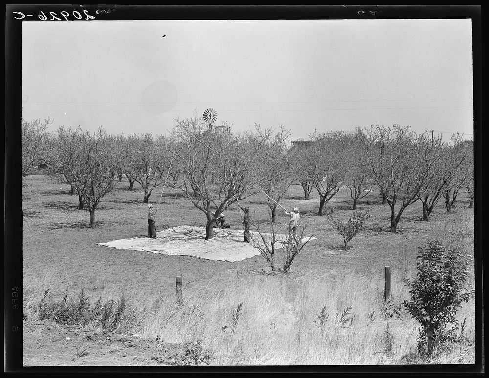 FSA/8b34000/8b34700\8b34783a.tif. Sourced from the Library of Congress.