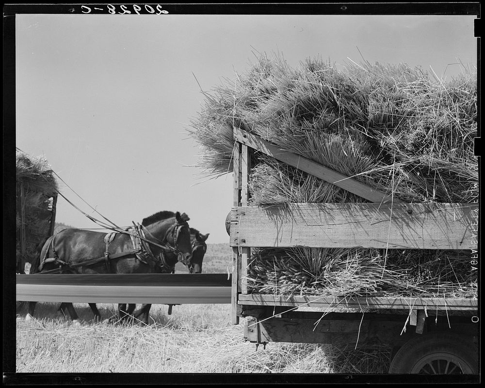 "Threshing," midsummer noon. Five miles west of Malin. Klamath County, Oregon. Sourced from the Library of Congress.
