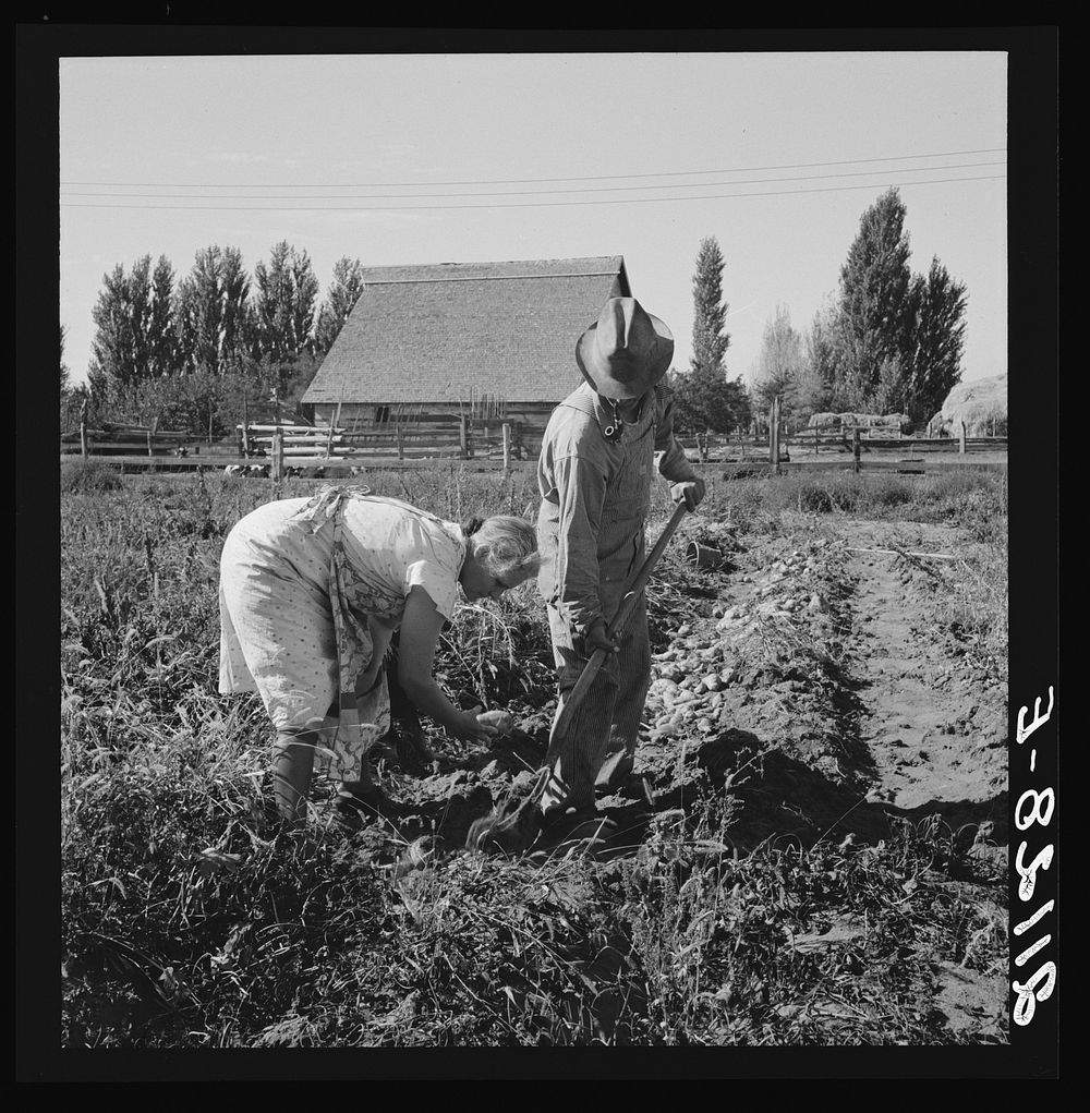 [Untitled photo, possibly related to: Couple digging their sweet potatoes in the fall. Irrigon, Morrow County, Oregon.…