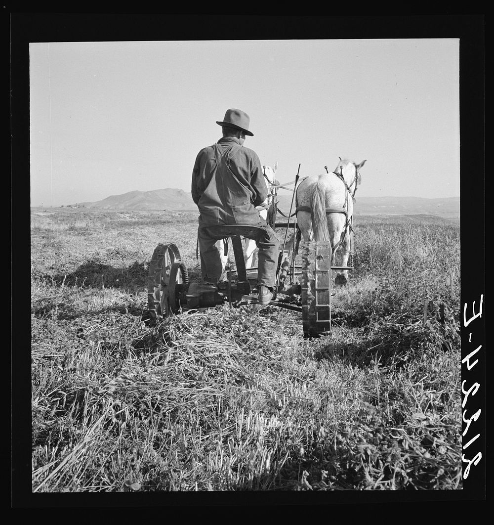 Mr. Roberts, FSA (Farm Security Administration) borrower. Owyhee project. Malheur County, Oregon] by Dorothea Lange