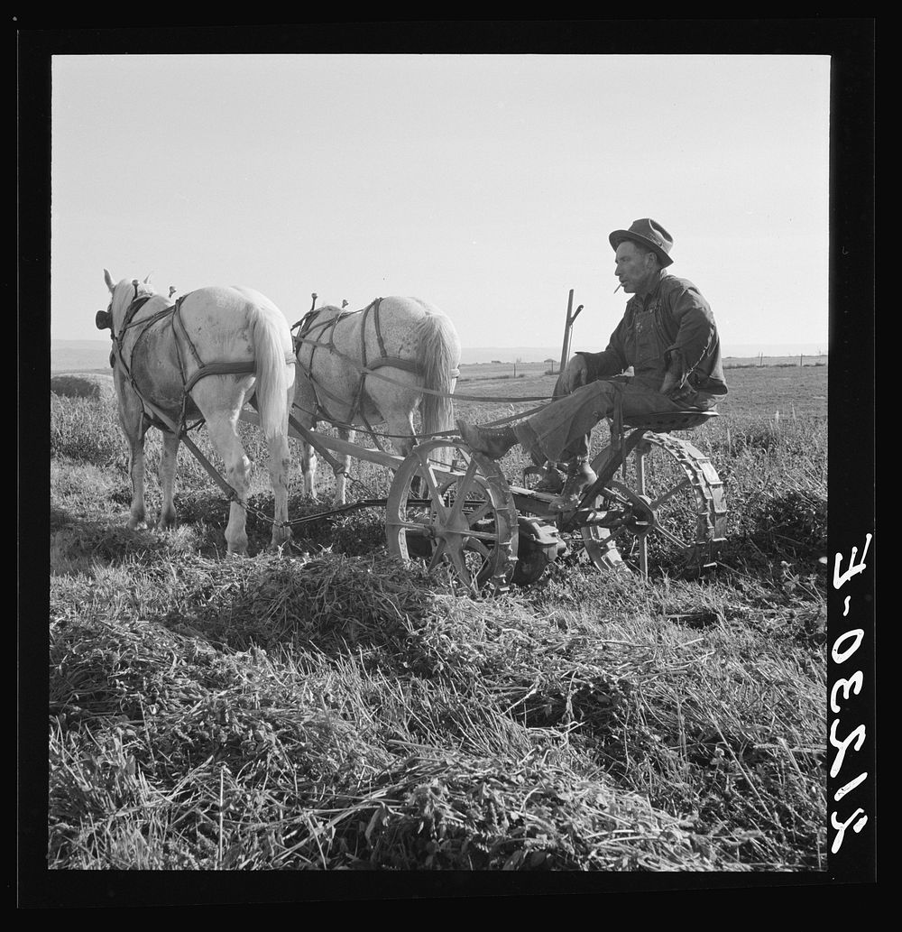 Mr. Roberts, FSA (Farm Security Administration) borrower. Owyhee project. Malheur County, Orego by Dorothea Lange