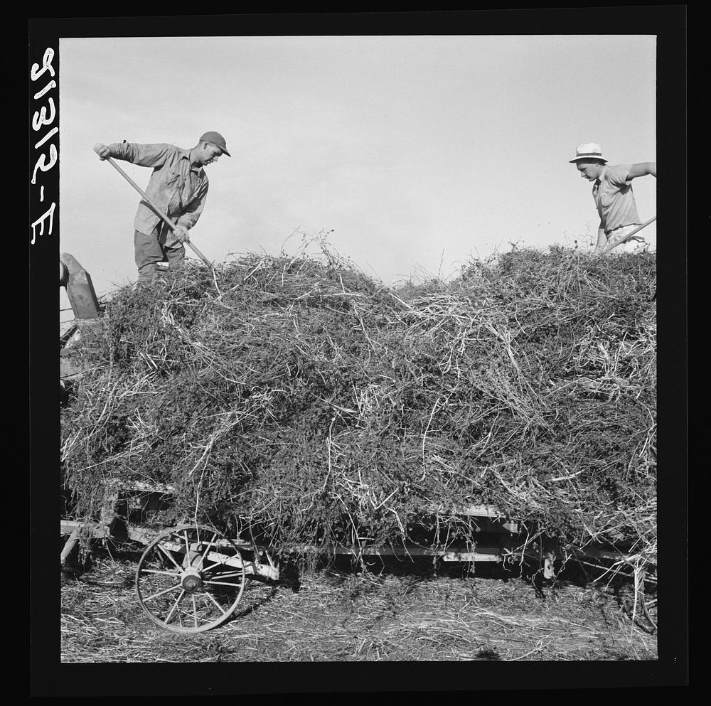 [Untitled photo, possibly related to: Threshing red clover for seed on older settler's ranch. Near Ontario, Malheur County…