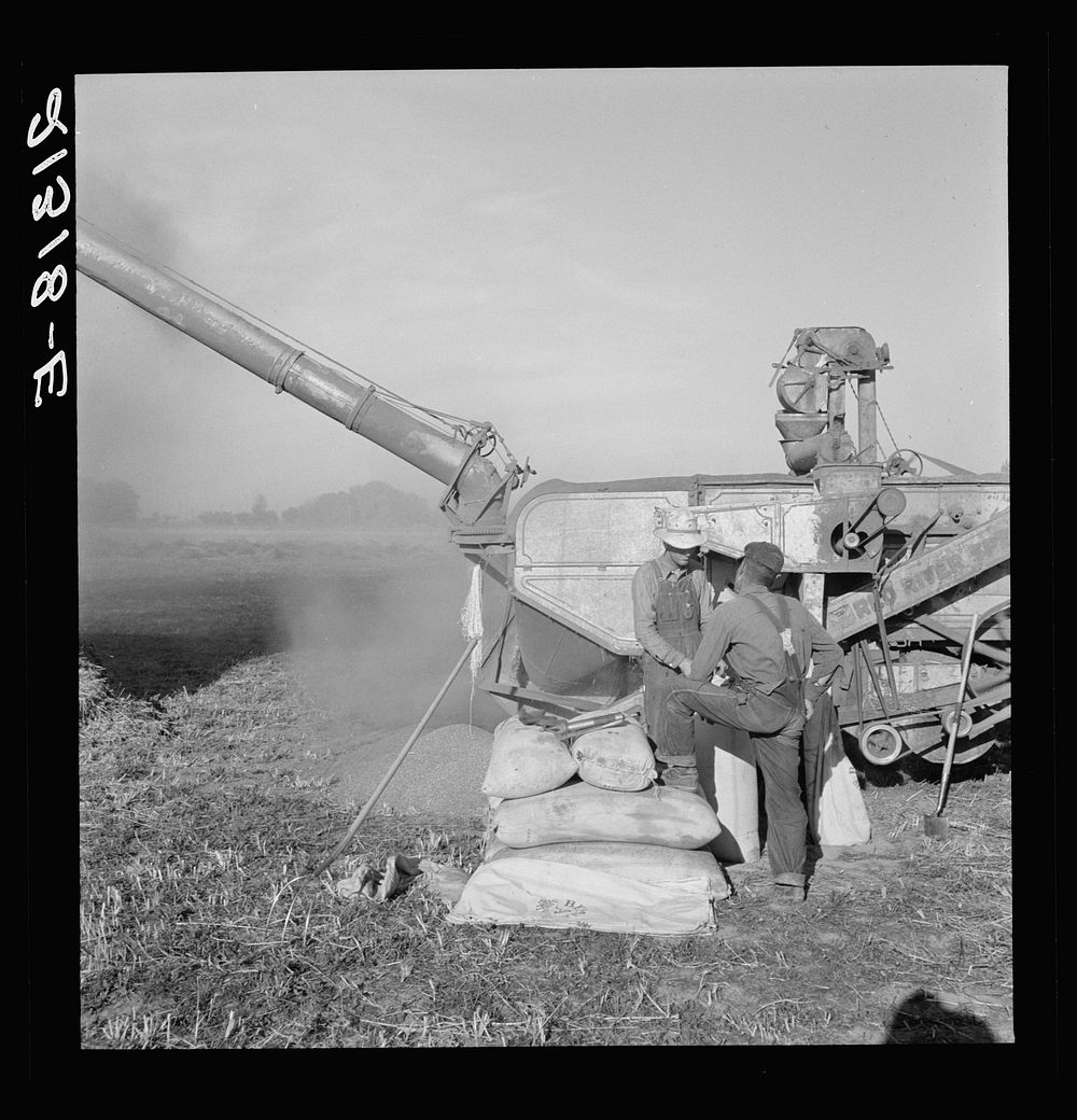 Oklahoman and Missourian working in the same field crew sacking red clover seed, on older settler's ranch. Near Ontario…