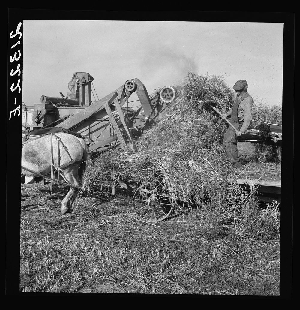 Threshing red clover for seed on older settler's ranch. Near Ontario, Malheur County, Oregon. Sourced from the Library of…