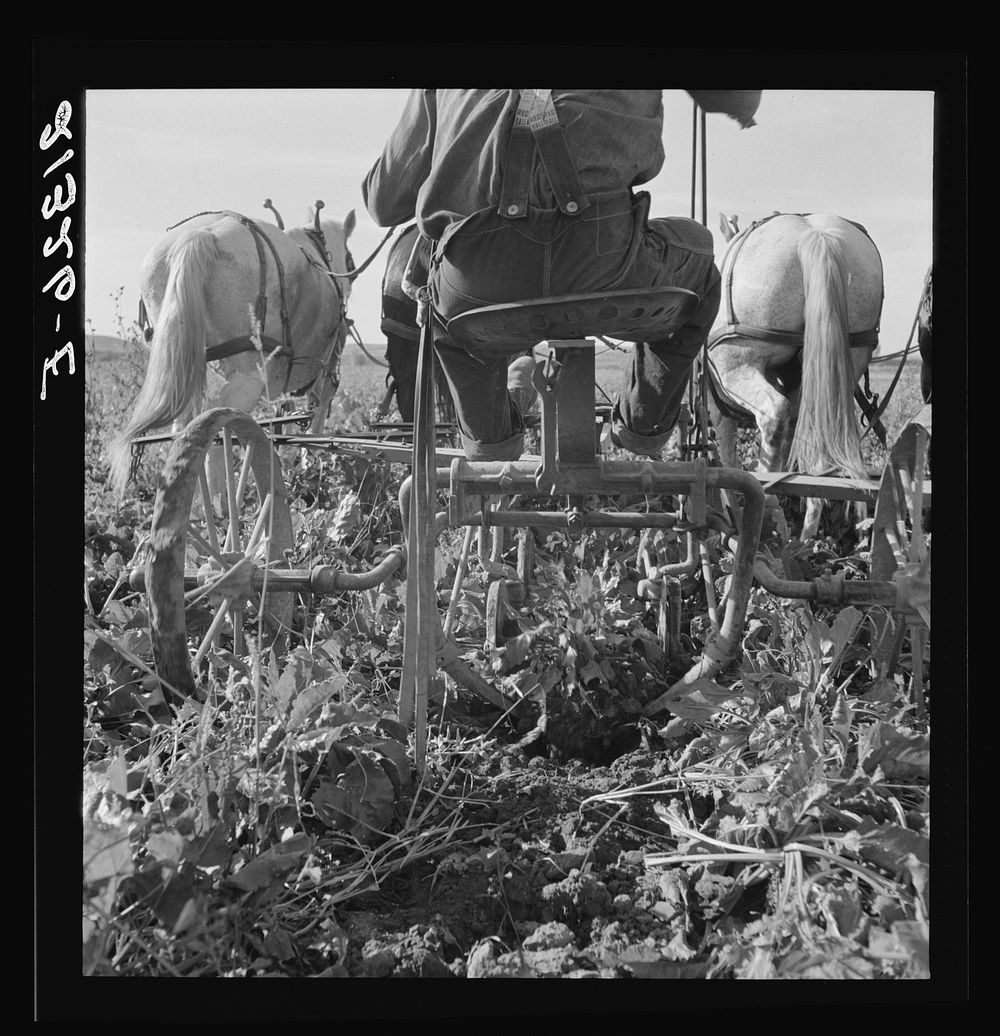 Sugar beet lifter in older settler's field, which loosens beets and partially lifts them from ground. Near Ontario, Malheur…