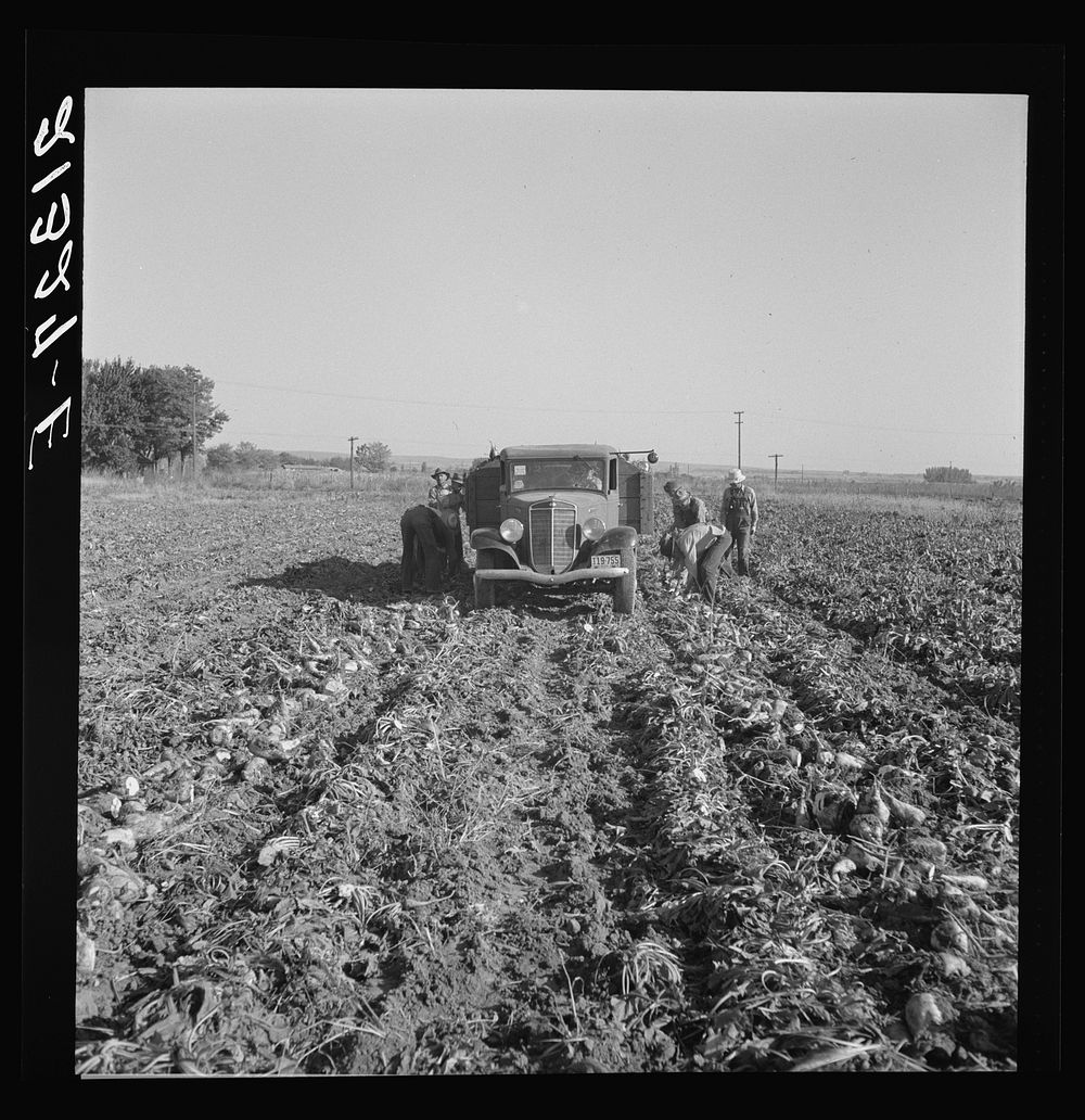 [Untitled photo, possibly related to: Loading truck in sugar beet field. Average wage of field worker: two dollars and fifty…