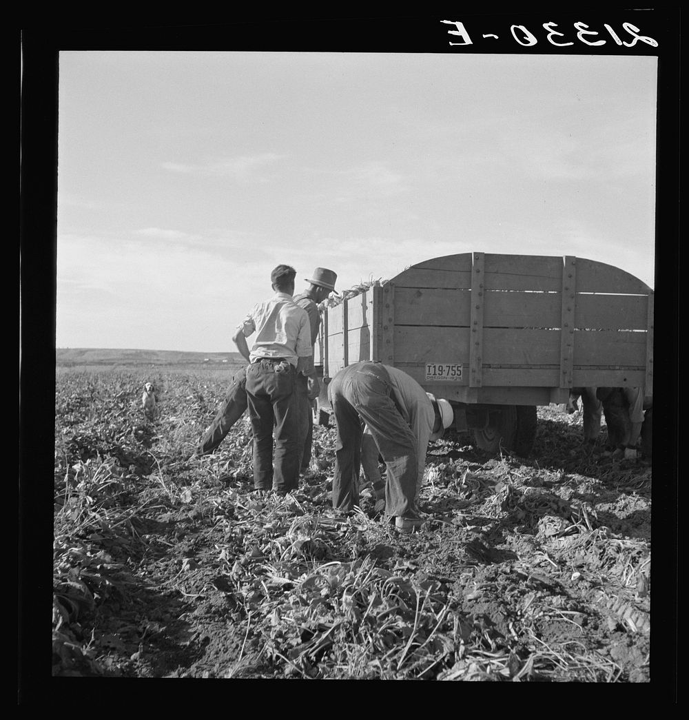 [Untitled photo, possibly related to: Loading truck in sugar beet field. Average wage of field worker: two dollars and fifty…