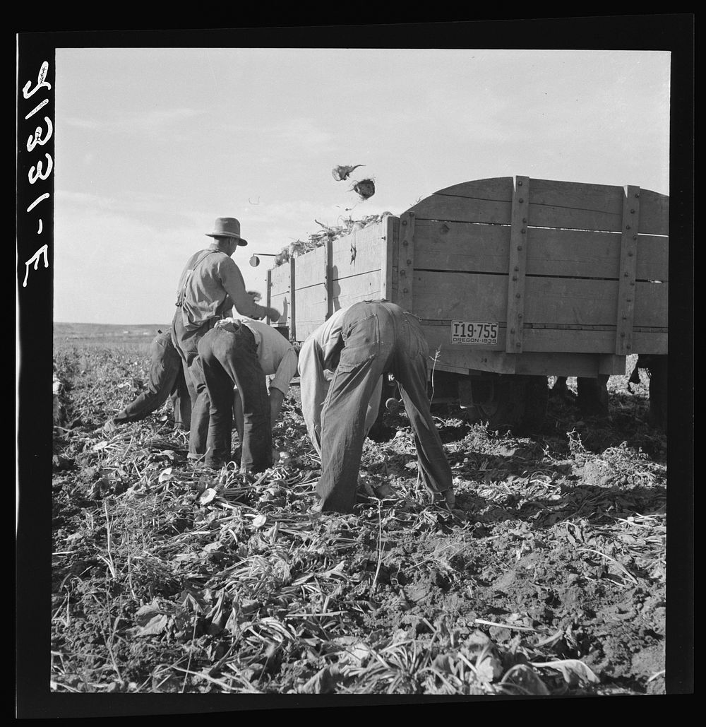 Loading truck in sugar beet field. Average wage of field worker: two dollars and fifty cents per day and dinner and supper…