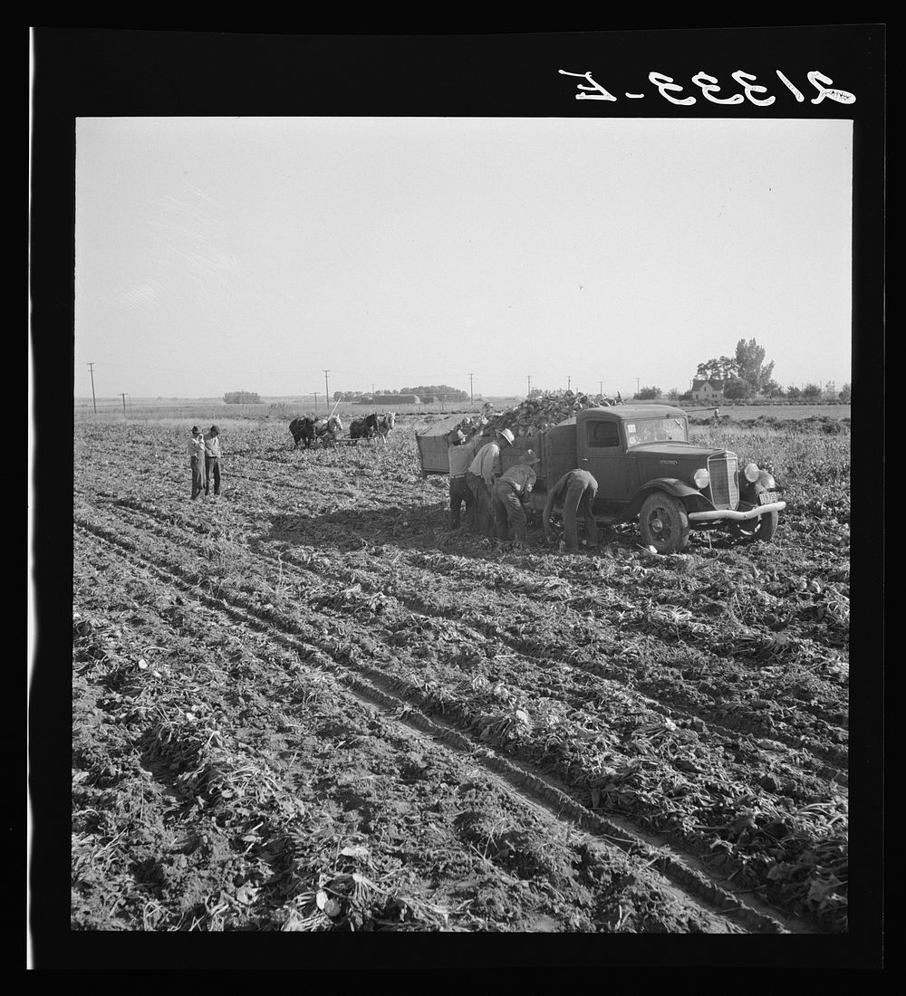 View of sugar beet field with crew loading truck for Nyssa factory. Average yield of beets in excess of sixteen tons per…