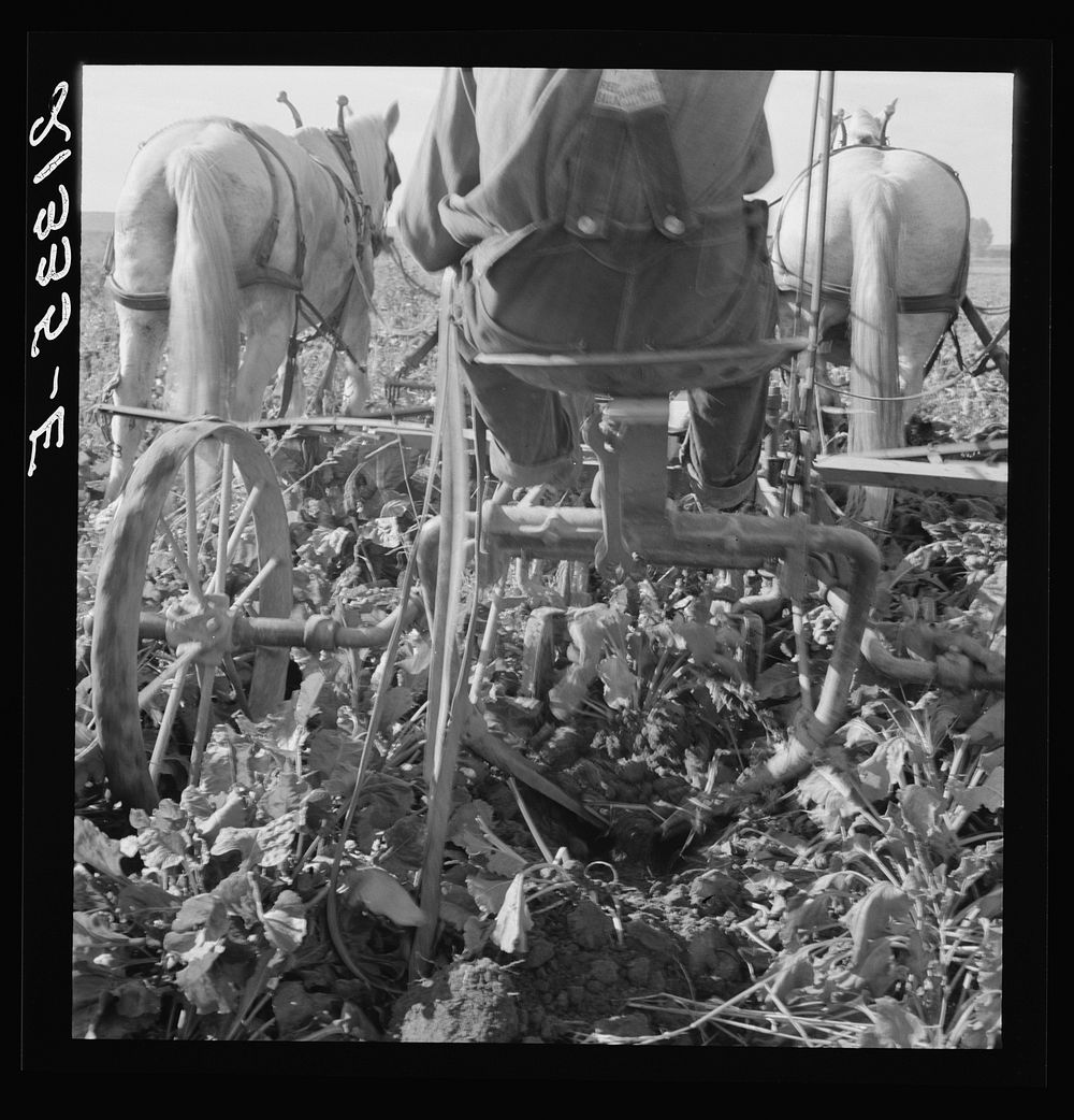 [Untitled photo, possibly related to: Sugar beet lifter in older settler's field, which loosens beets and partially lifts…