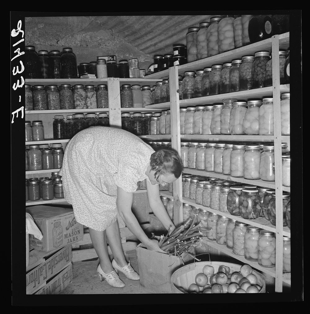 Mrs. Botner arranging her storage cellar. Nyssa Heights, Malheur County, Oregon. Sourced from the Library of Congress.