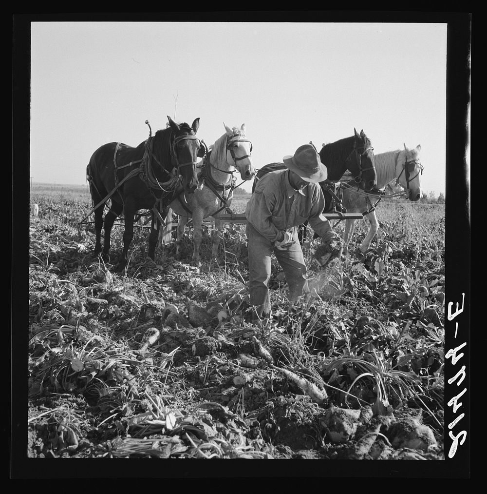 [Untitled photo, possibly related to: Topping sugar beets after lifter has loosened them. Near Ontario, Malheur County…