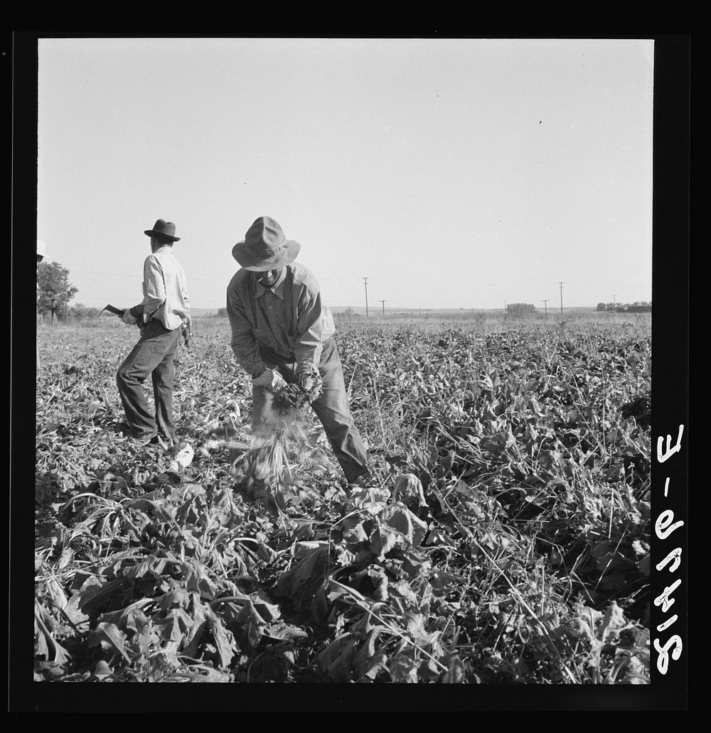 Topping sugar beets after lifter has loosened them. Near Ontario, Malheur County, Oregon. Sourced from the Library of…