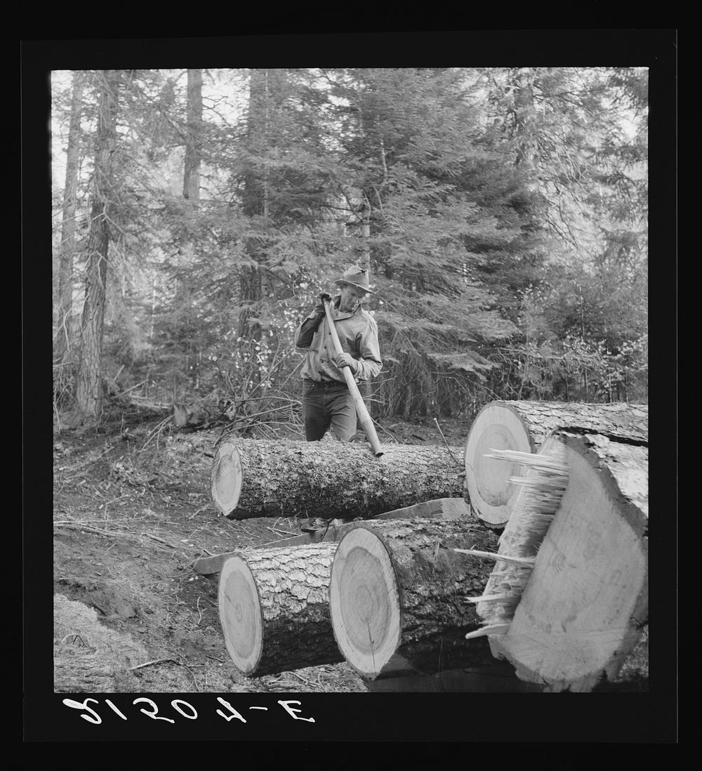 Member of the Ola self-help sawmill co-op working in the woods, rolling log to truck with peavey, a hooked and spiked stick…
