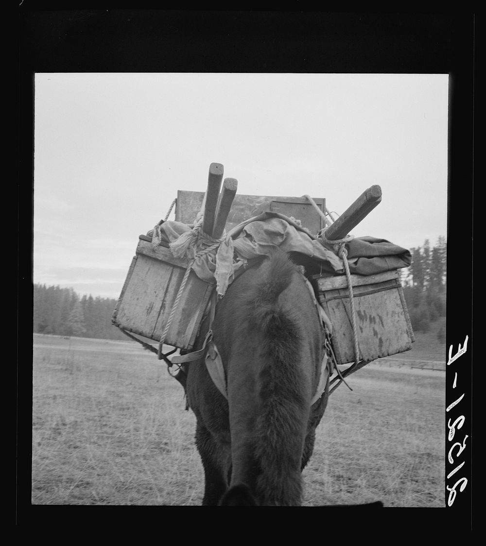 [Untitled photo, possibly related to: Pack animal coming down from summer sheep camp. Note hitch. Adams County, Idaho].…