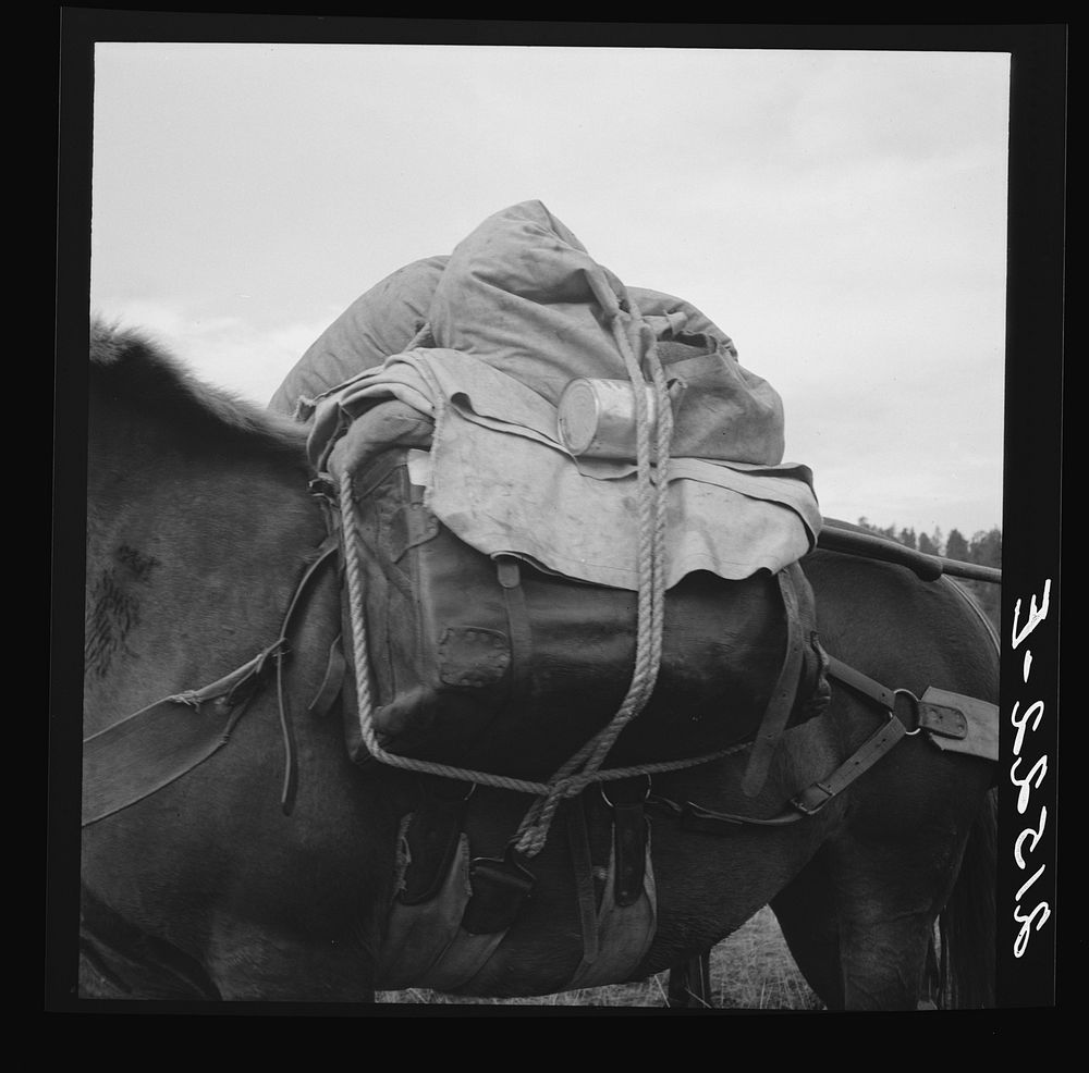 Pack animal coming down from summer sheep camp. Note hitch. Adams County, Idaho by Dorothea Lange