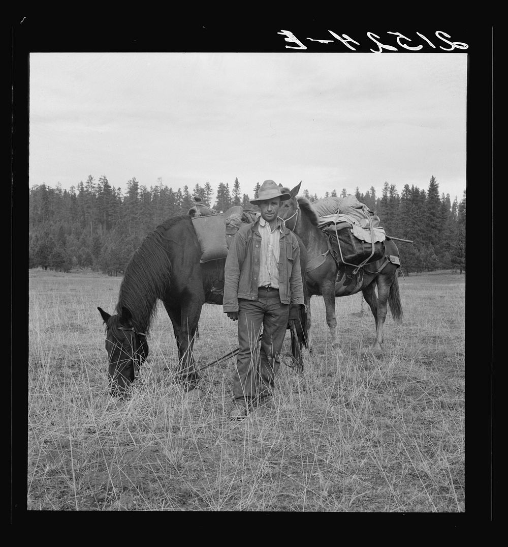 Basque sheep herder who speaks broken English coming down from summer camp with pack animals. Adams County, Idaho. Sourced…