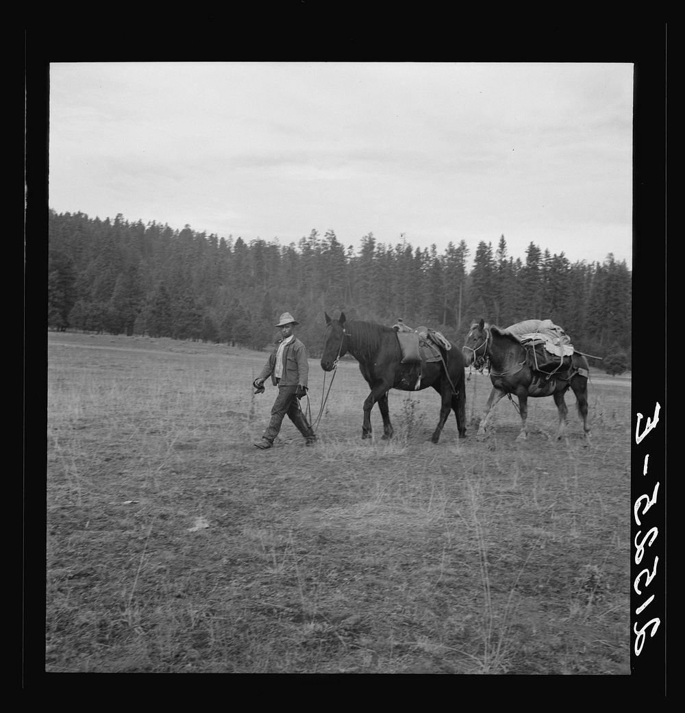 Basque sheep herder leading pack train down from summer camp in Bear Valley. Trip takes thirty-five days going up, twenty…