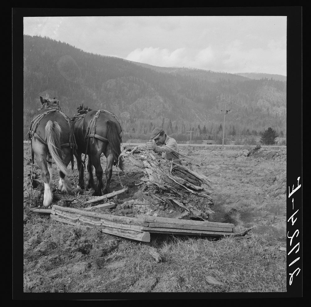 Ex-mill worker clears eight-acre field after  has pulled the stumps. Boundary County, Idaho. See general captions 55, 49.…