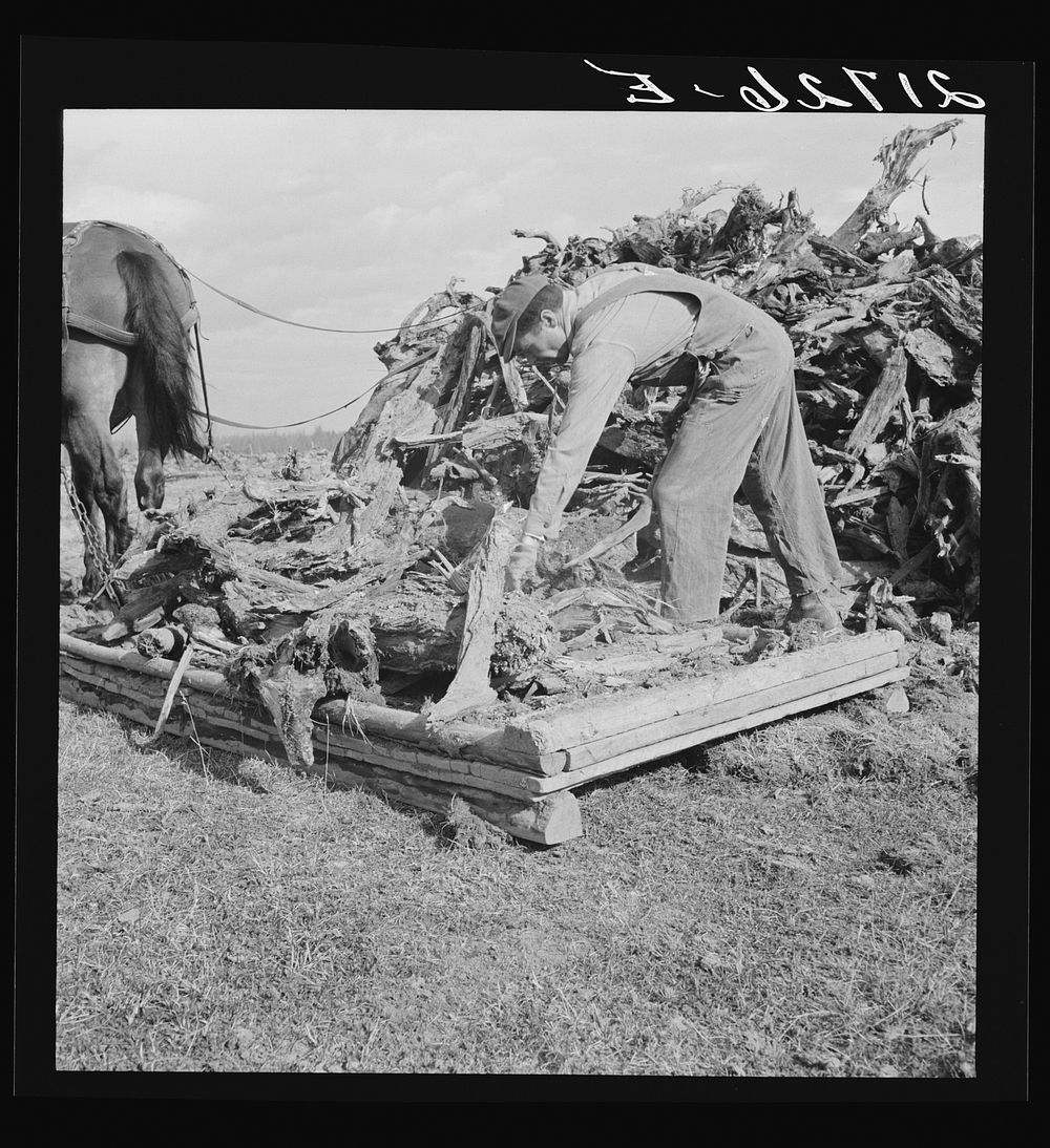 Ex-mill worker clears eight-acre field after  has pulled the stumps. Boundary County, Idaho. See general captions 55, 49.…