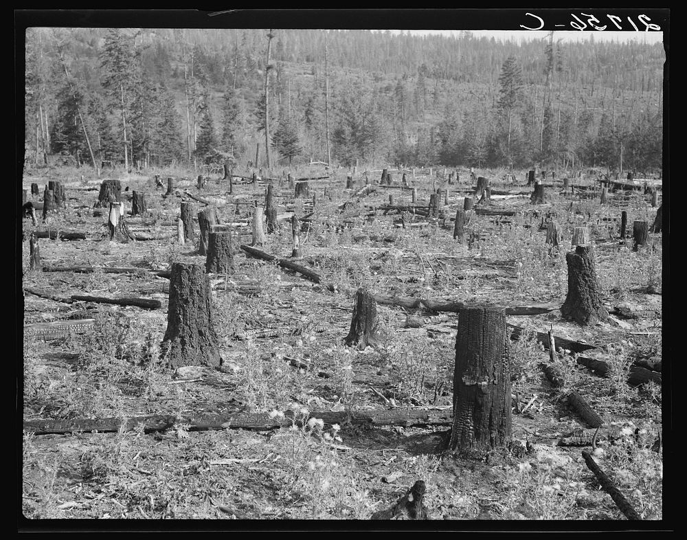 Part of uncleared land on farm on farm. Boundary County, Idaho. See general caption 49. Sourced from the Library of Congress.