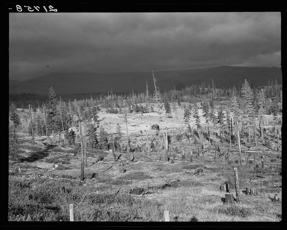 Cut-over landscape, approaching winter rain, showing settler's shack on poor sandy soil. Boundary County, Idaho. See general…