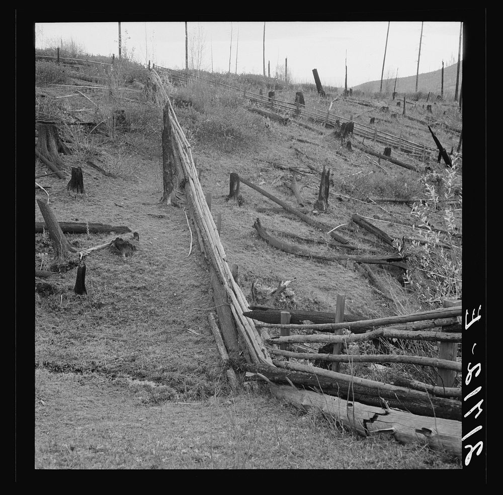 Fencing on new farms in cut-over area. Priest River Valley, Bonner County, Idaho. See general caption 49. Sourced from the…