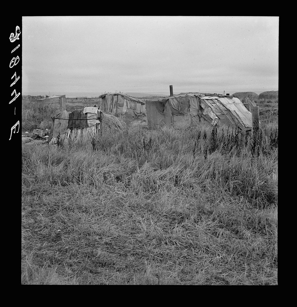 [Untitled photo, possibly related to: Living conditions of migrant potato pickers. Tulelake, Siskiyou County, California.…