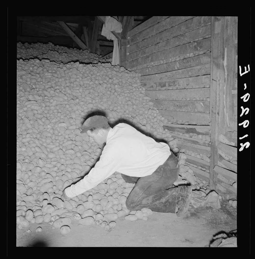 [Untitled photo, possibly related to: Potatoes in storage cellar at end of season. Merrill, Klamath County, Oregon]. Sourced…