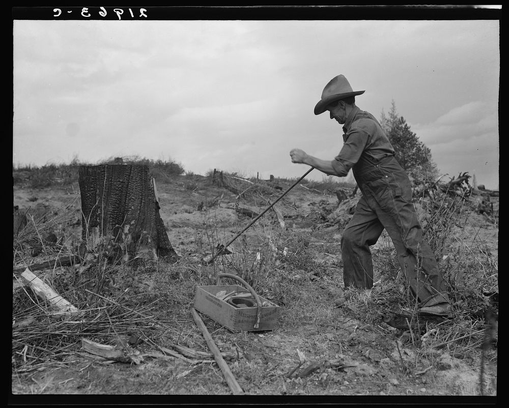 Shows method of pulling tomarack stump. Drilling hole for dynamite with auger. Box holds powder, fuse caps, wire. Bonner…