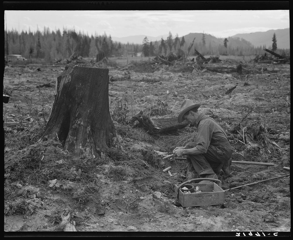 Farmer preparing to blow tamarack stump. It will take fourteen sticks of dynamite. Bonner County, Idaho. Sourced from the…